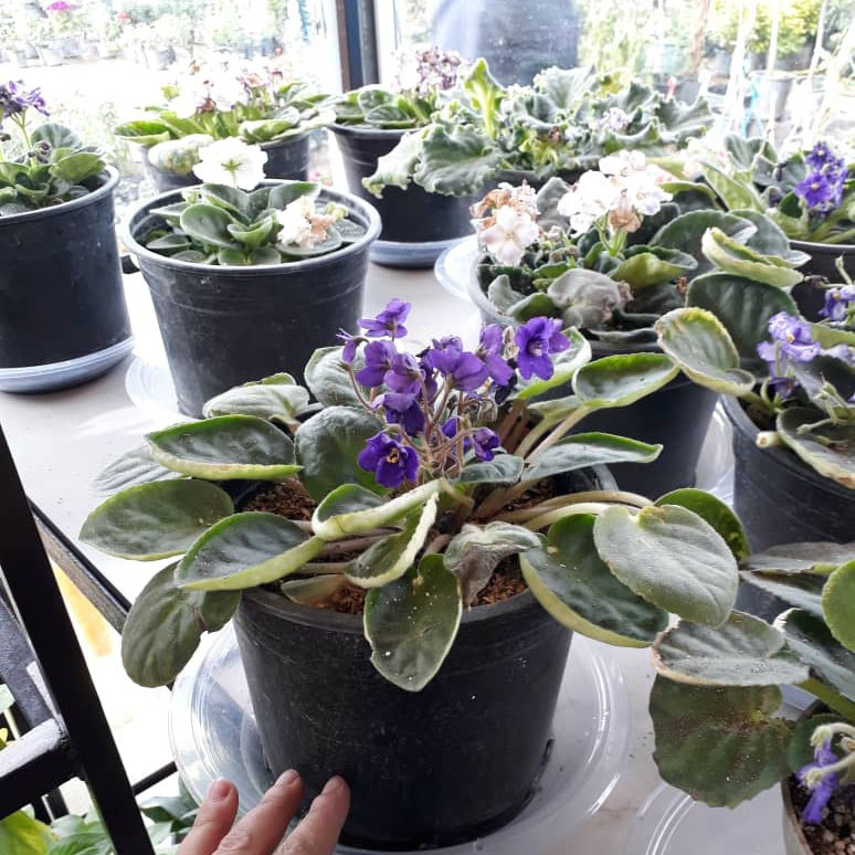 گیاه طبیعی بنفشه آفریقایی کد AS01 گیاه طبیعی بنفشه آفریقایی کد AS01