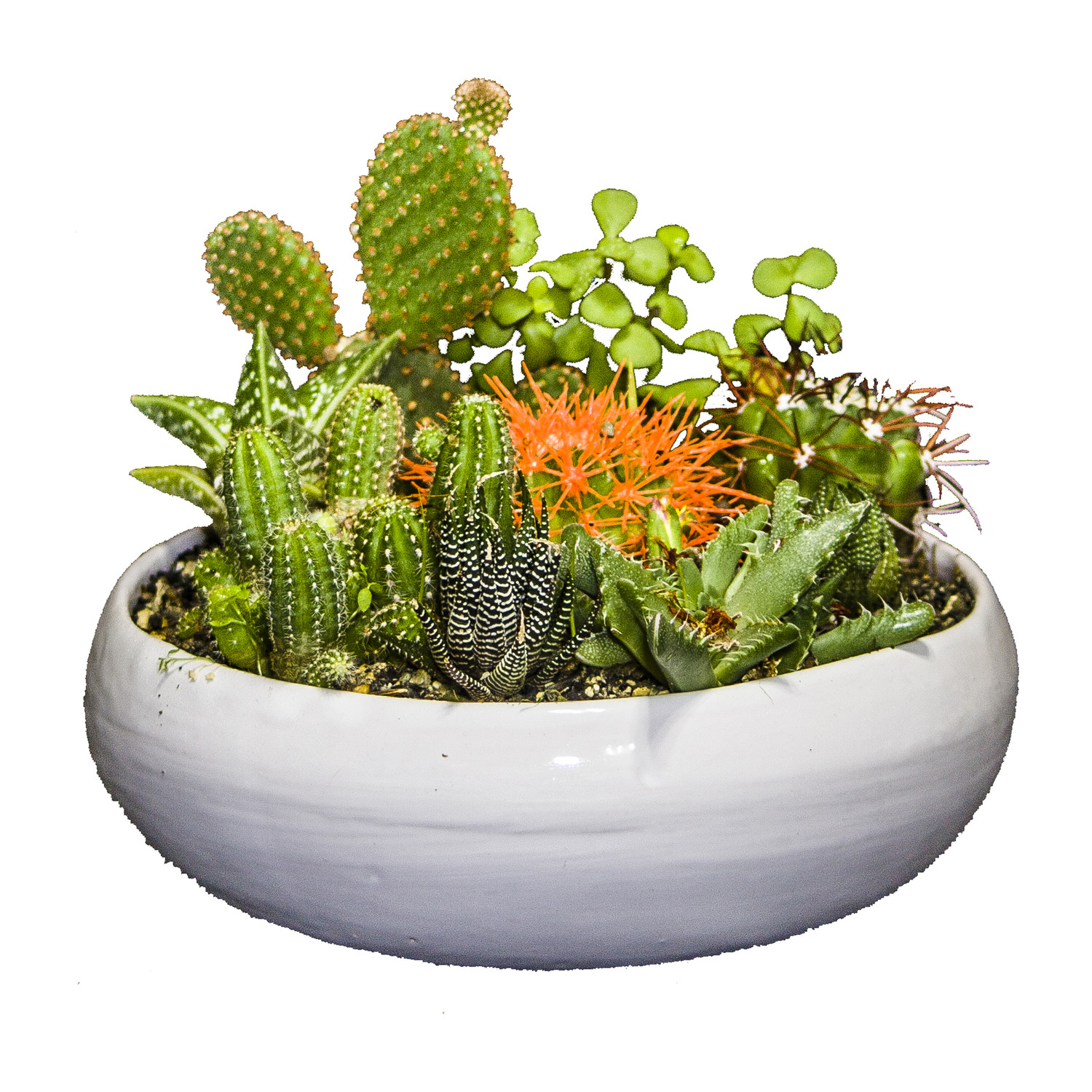 گیاه طبیعی کاکتوس و ساکولنت مدل دیش گاردن