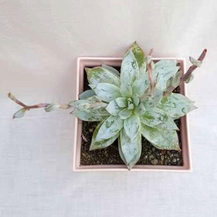 گیاه طبیعی ساکولنت آچوریا کد 04