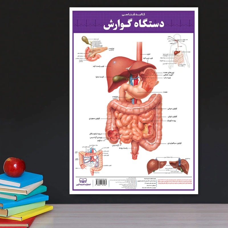 پوستر آموزشی انتشارات اندیشه کهن مدل کالبدشناسی دستگاه گوارش کد 35-50-4 عکس شماره 5