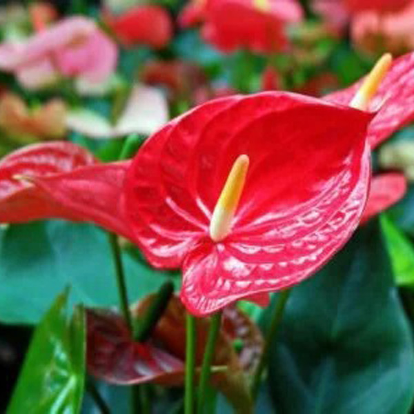 گل طبیعی انتوریوم تافکو مدل Z