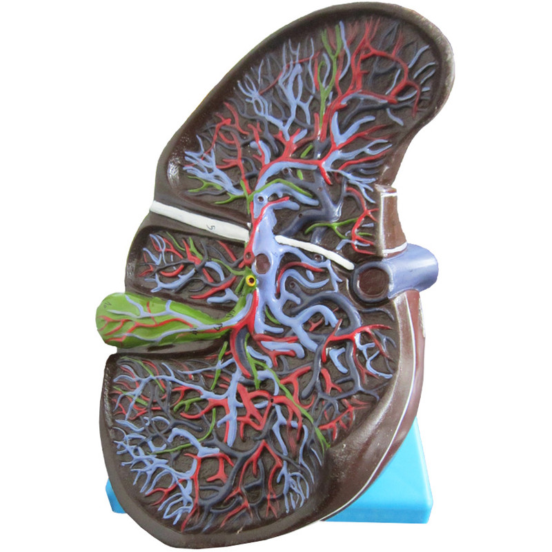 بازی آموزشی طرح مولاژ کبد انسان مدل ASM21