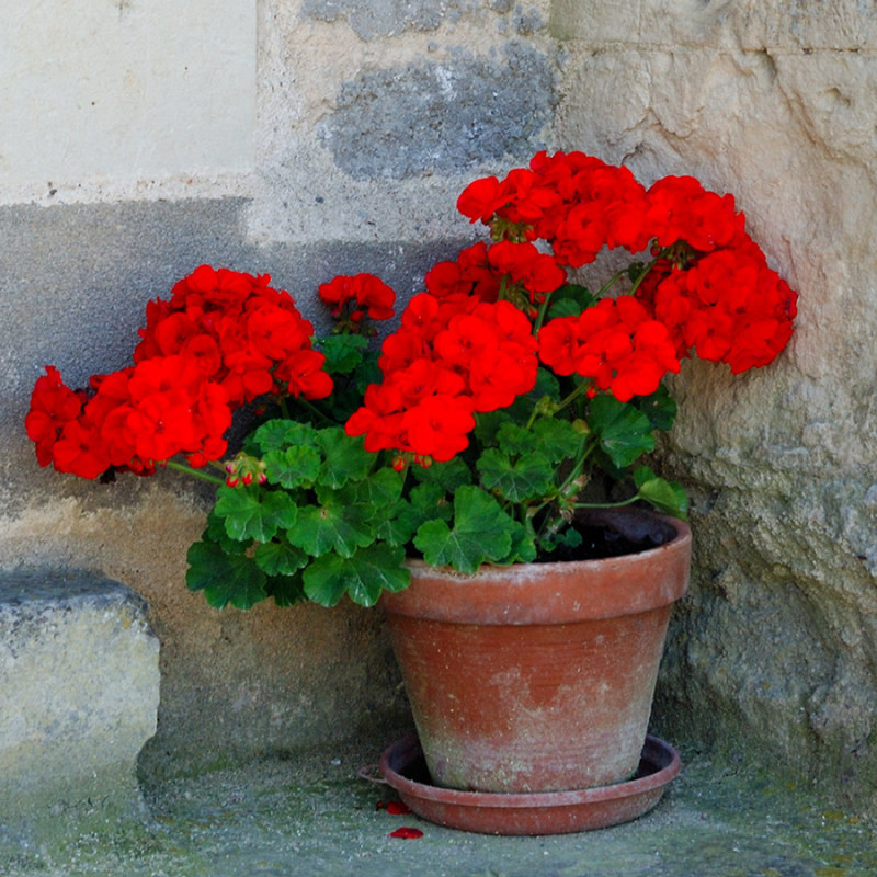 بذر گل شمعدانی قرمز سانیا سید مدل  SS72