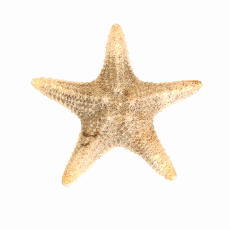 ستاره دریایی تزیینی مدل d4