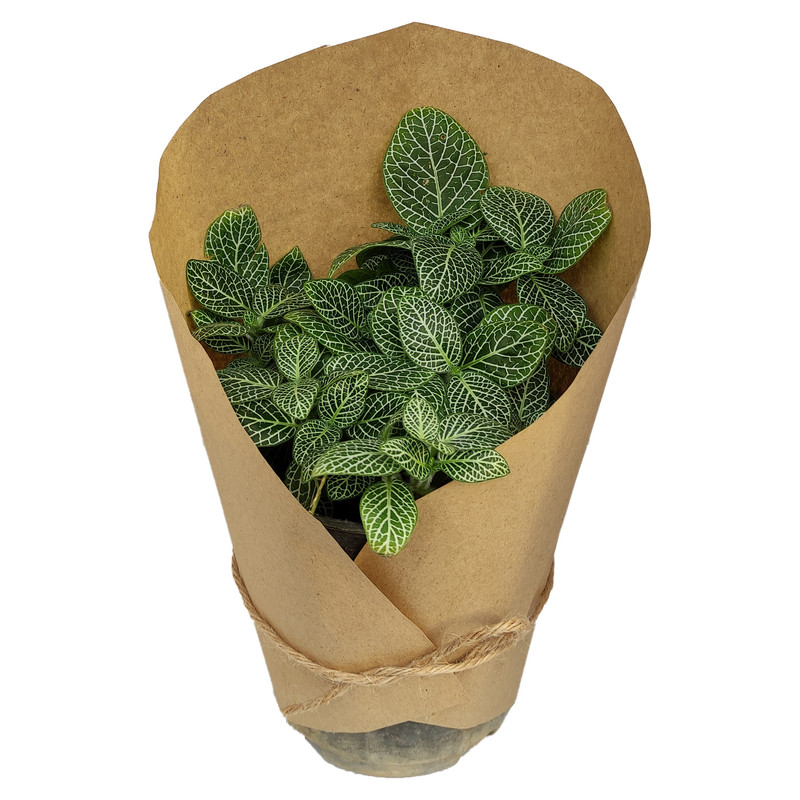 گیاه طبیعی فتونیا کد yt1