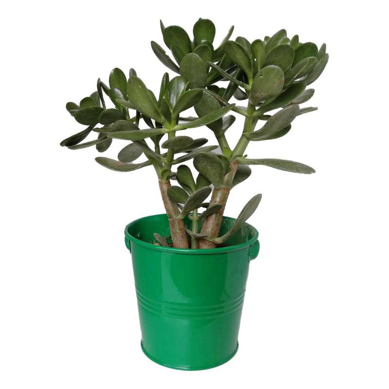 گیاه طبیعی کراسولا قاشقی کد mf04