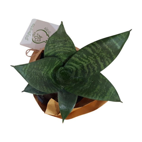 گیاه طبیعی سانسوریا ناردونه کد SA - S02