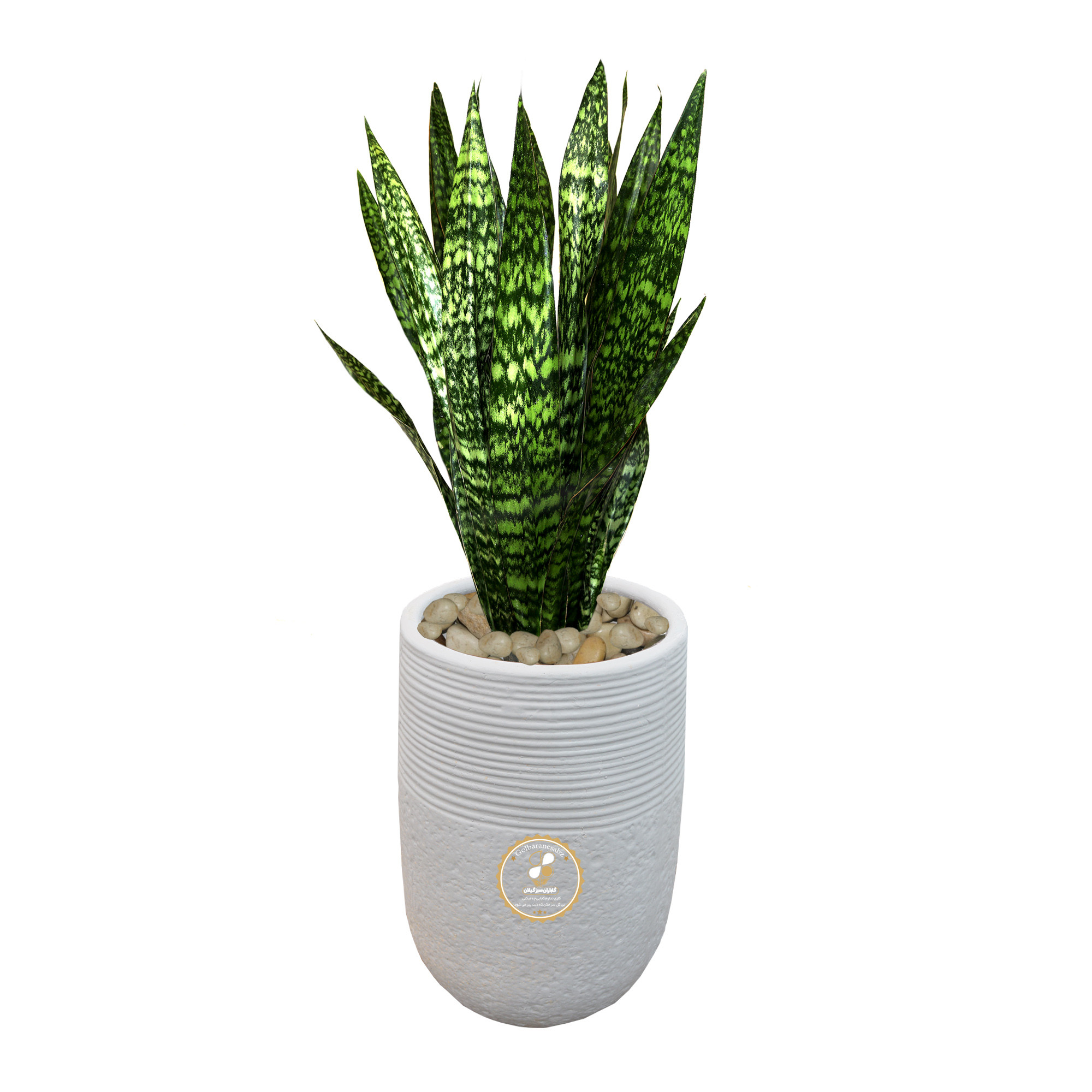 گیاه طبیعی سانسوریا شمشیری گلباران سبز گیلان مدل GN1-FANW4 گیاه طبیعی سانسوریا شمشیری گلباران سبز گیلان مدل GN1-FANW4