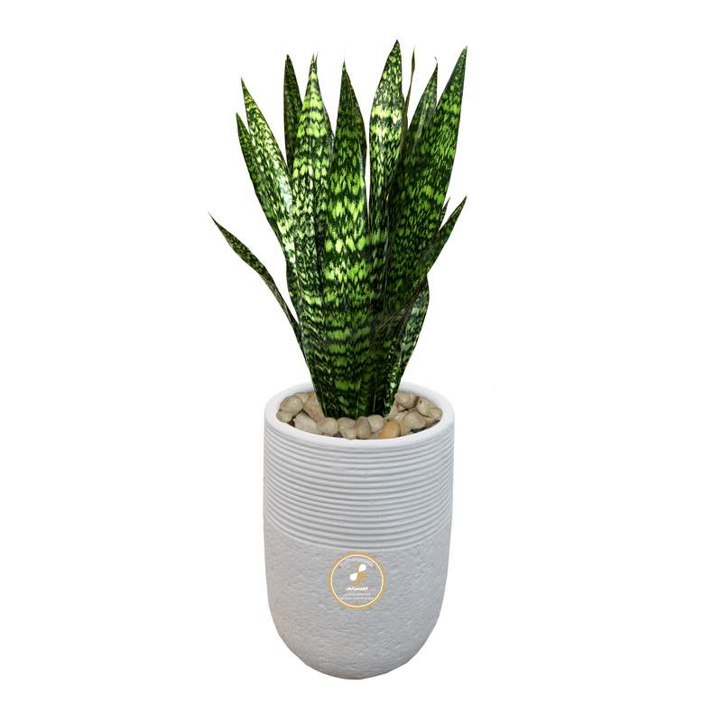 گیاه طبیعی سانسوریا شمشیری گلباران سبز گیلان مدل GN1-FANW4 گیاه طبیعی سانسوریا شمشیری گلباران سبز گیلان مدل GN1-FANW4