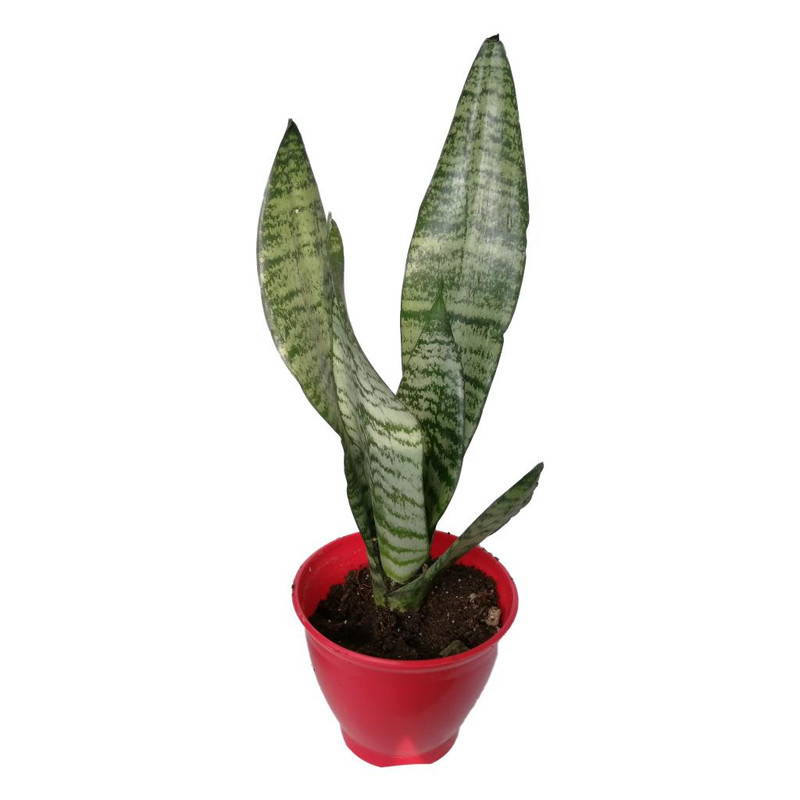 گیاه طبیعی سانسوریا کرواتی کد sp01