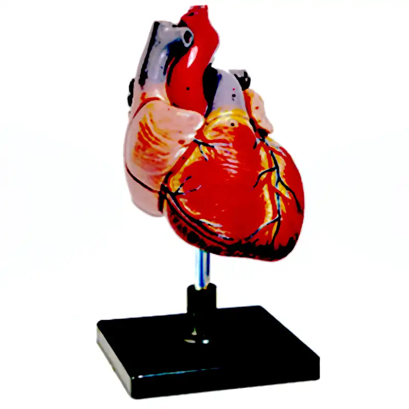 بازی آموزشی مدل مولاژ آناتومی قلب انسان