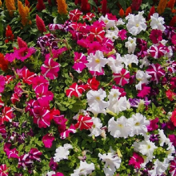 بذر گل اطلسی گل درشت الوان جی پی سید مدل GP164