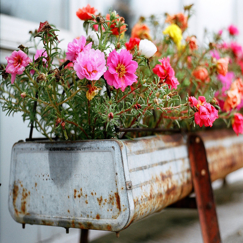 بذر گل ناز آفتابی الوان سانیا سید مدل ss30 بذر گل ناز آفتابی الوان سانیا سید مدل ss30