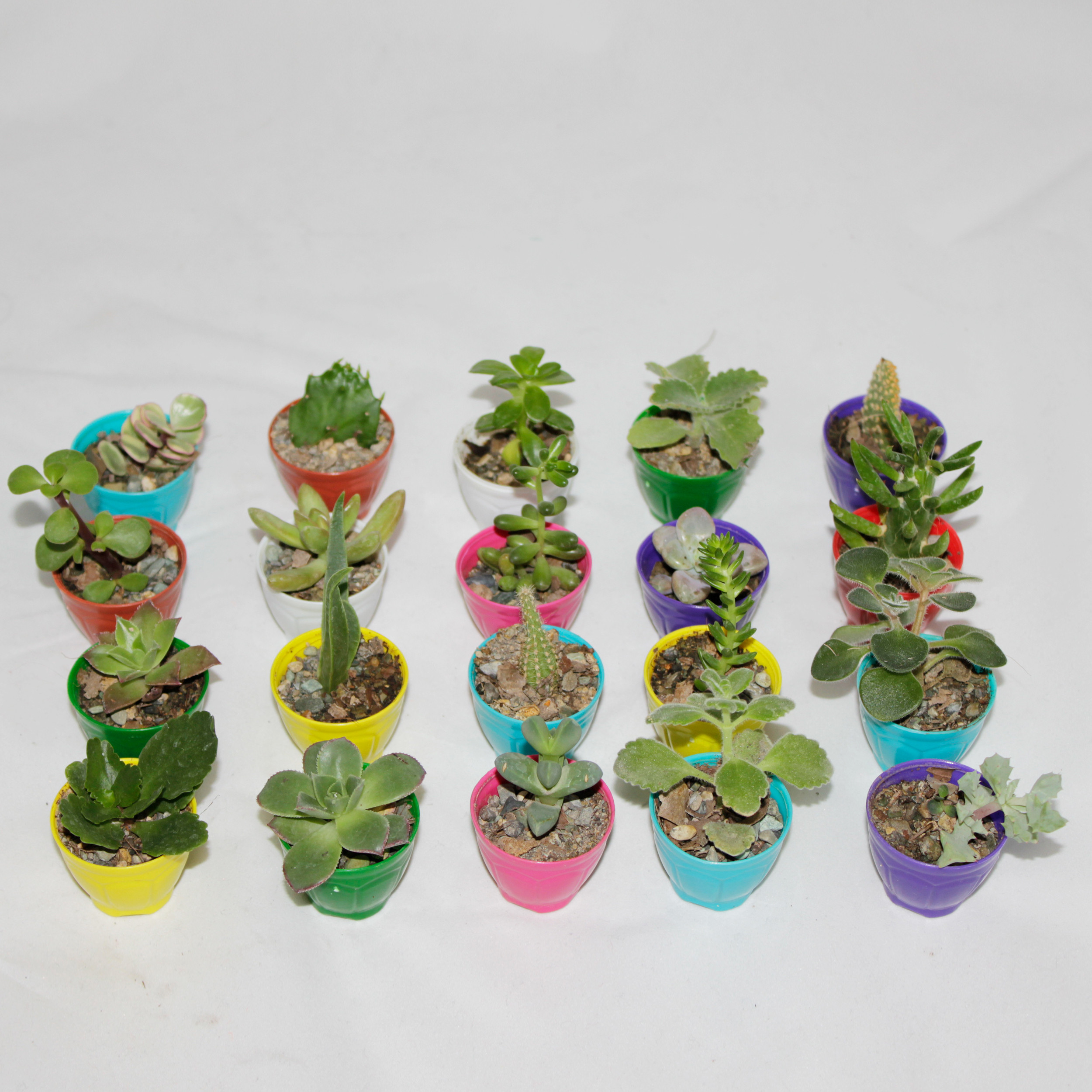 گیاه طبیعی سینورشد کاکتوس و ساکولنت انگشتی کد CS20 بسته 20 عددی گیاه طبیعی سینورشد کاکتوس و ساکولنت انگشتی کد CS20 بسته 20 عددی