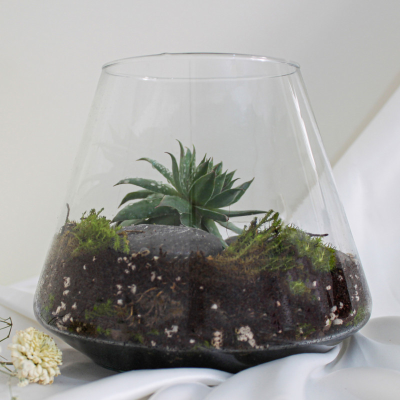 تراریوم گیاه طبیعی کدzzp-888 تراریوم گیاه طبیعی کدzzp-888