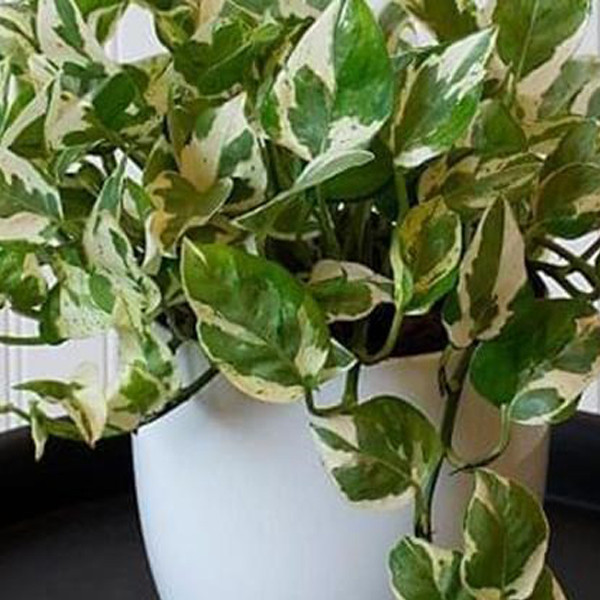 گیاه طبیعی پتوس تافکو مدل مینیاتوری کد 2037