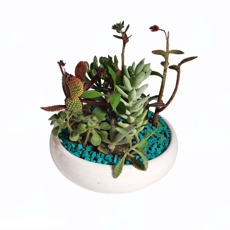 گیاه طبیعی دیش گاردن کاکتوس و ساکولنت کد A گیاه طبیعی دیش گاردن کاکتوس و ساکولنت کد A