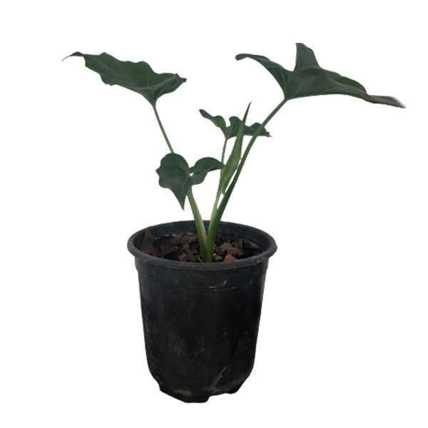 گیاه طبیعی برگ انجیری کد G12 گیاه طبیعی برگ انجیری کد G12