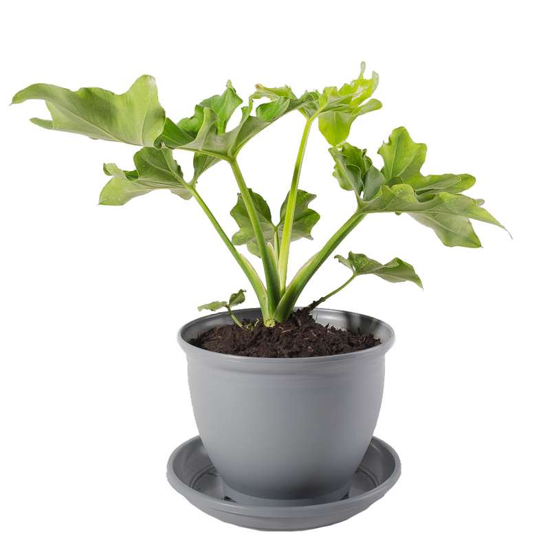 گیاه طبیعی برگ انجیری فر مدل P-08 گیاه طبیعی برگ انجیری فر مدل P-08