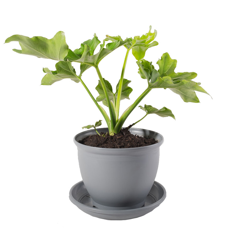 گیاه طبیعی برگ انجیری فر مدل P-08 گیاه طبیعی برگ انجیری فر مدل P-08