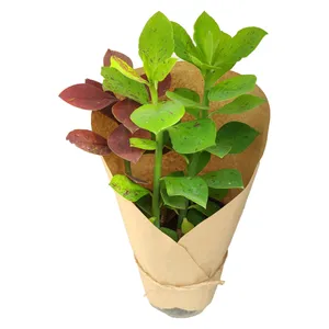 گیاه طبیعی فردوس سبز کد yt23