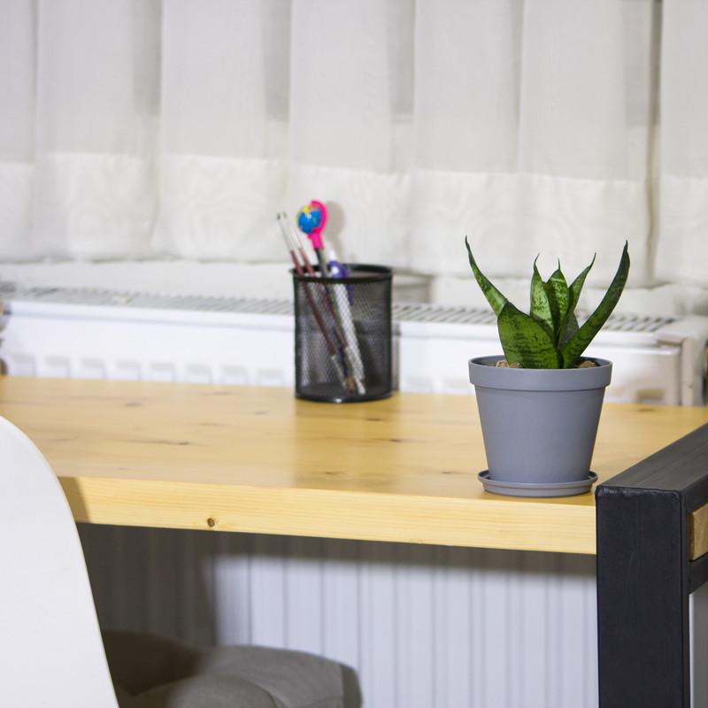 گیاه طبیعی سانسوریا مدل پا کوتاه