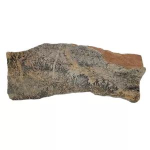 سنگ راف شجر مدل فسیلی کد 187