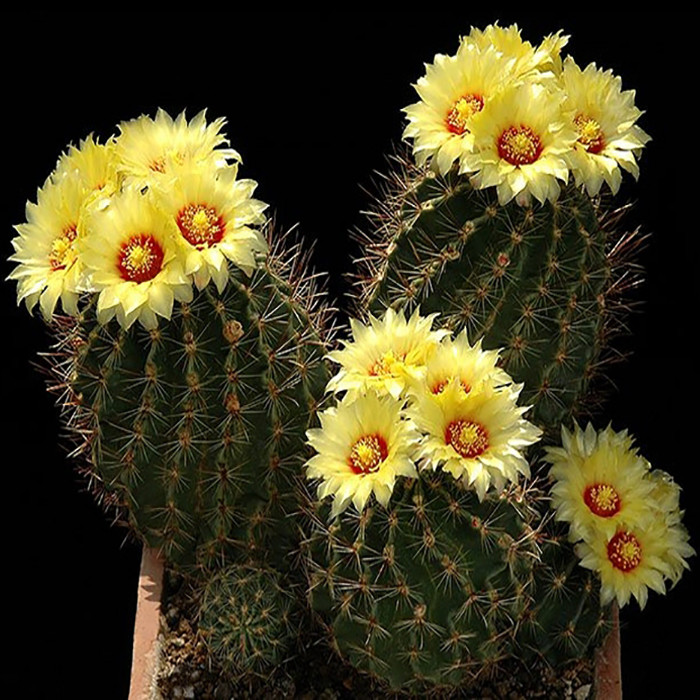 بذر کاکتوس هاماتو وانیا سید مدل V30