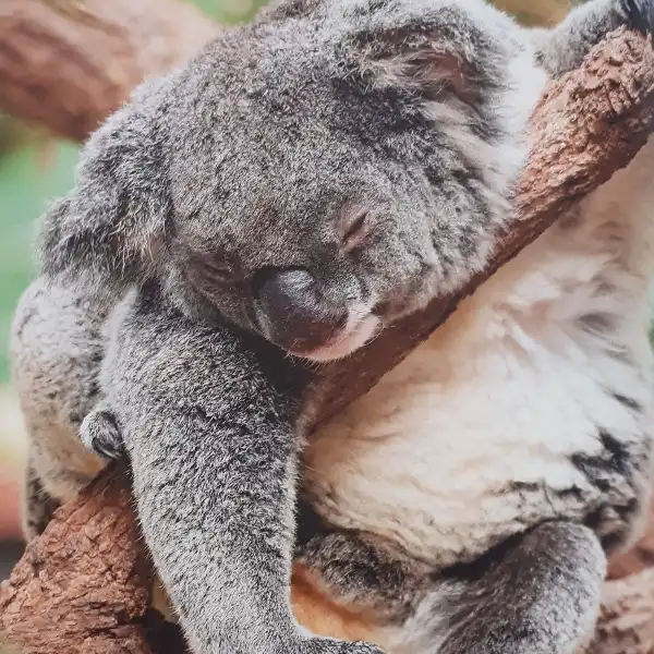 مجله تريل فاندرز ژانويه 2018