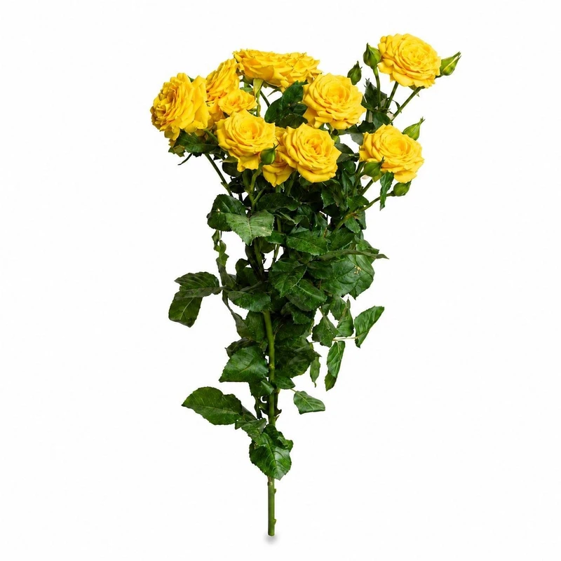 شاخه گل رز طبیعی مدل مینیاتوری زرد  بسته پنج عددی