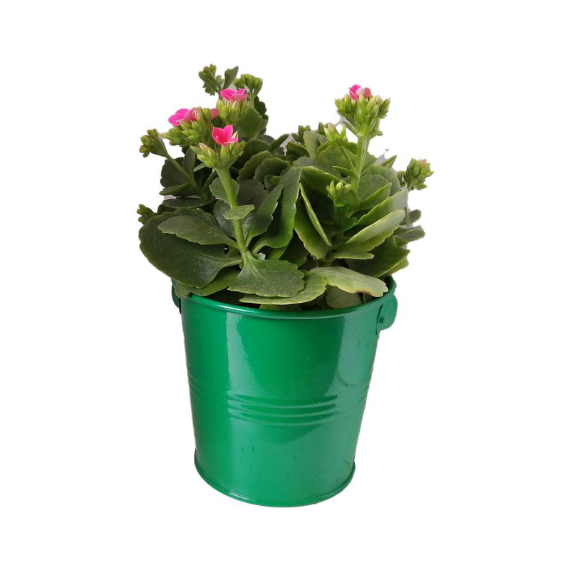 گیاه طبیعی کلانکوا کد af04