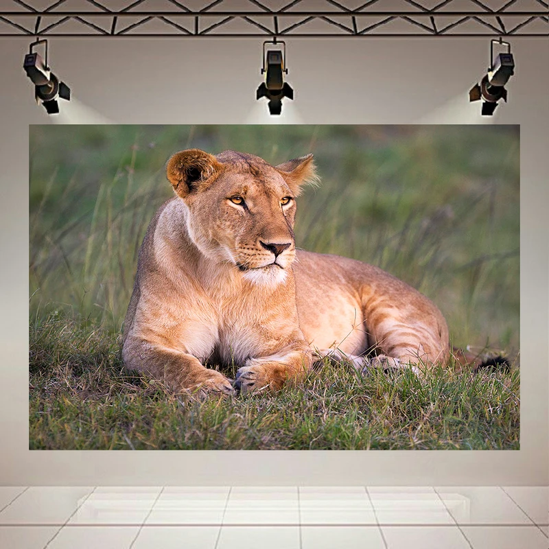 پوستر دیواری طرح شیر مدل استراحت کد PD130875