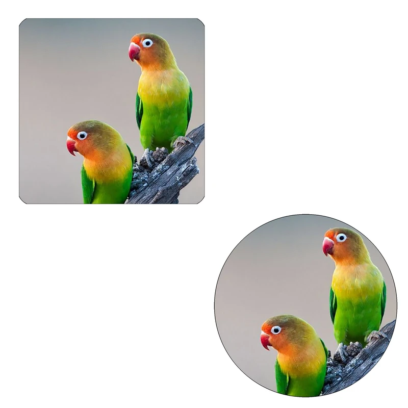 مگنت طرح طوطی رنگی کد M1 به همراه زیر لیوانی