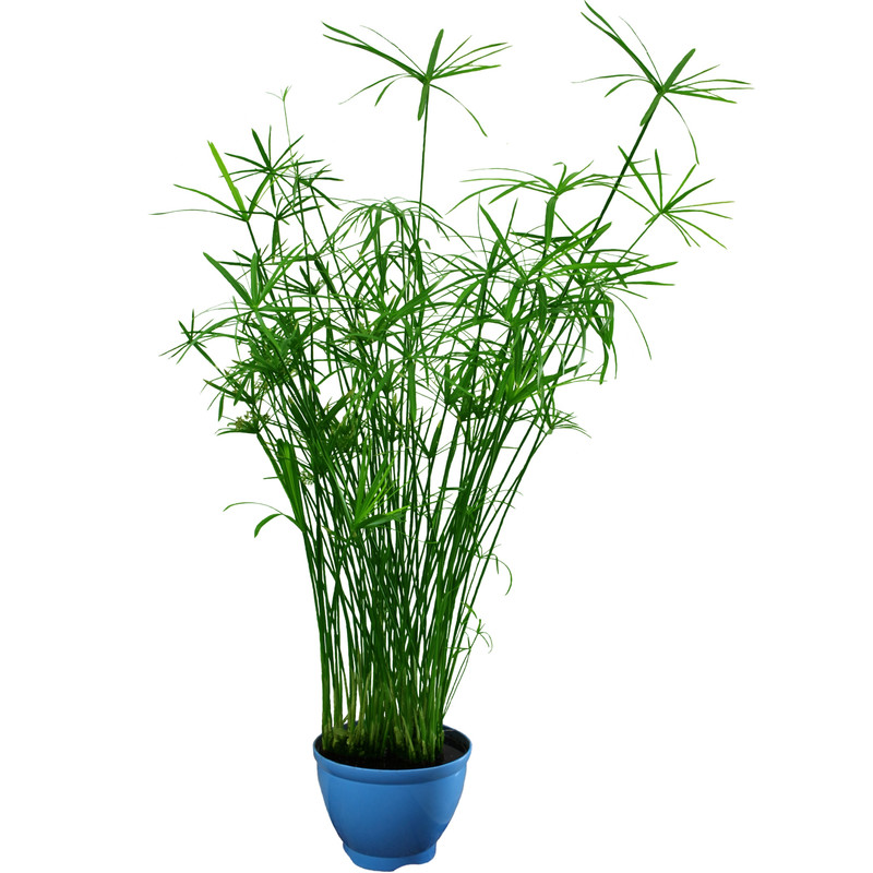 گیاه طبیعی نخل مرداب کد 101 گیاه طبیعی نخل مرداب کد 101