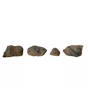 سنگ راف مدل فسیل صدفی کد 230  مجموعه 4 عددی
