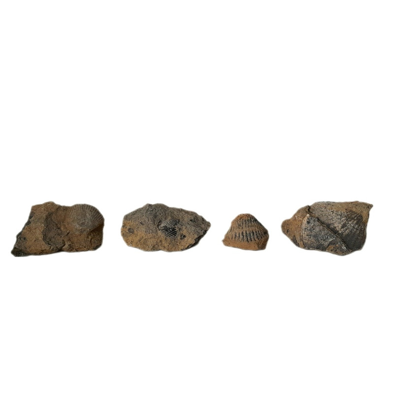 سنگ راف مدل فسیل صدفی کد 230 مجموعه 4 عددی