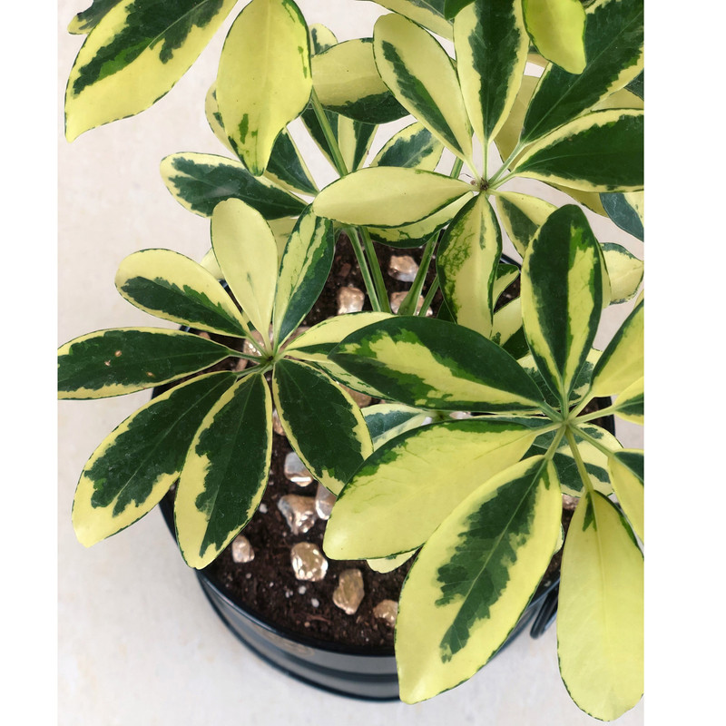 گیاه طبیعی شفلرا ابلق گل گیفت کد GP006 گیاه طبیعی شفلرا ابلق گل گیفت کد GP006