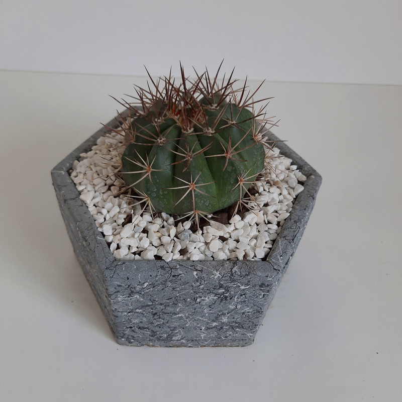 گیاه طبیعی کاکتوس مدل اچینو