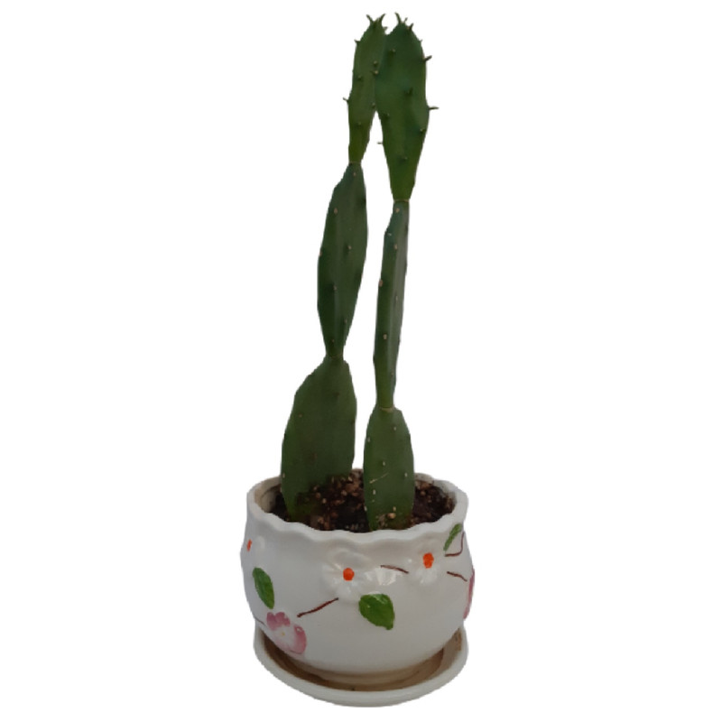 گیاه کاکتوس آپونتیا مدل Sh0019 گیاه کاکتوس آپونتیا مدل Sh0019