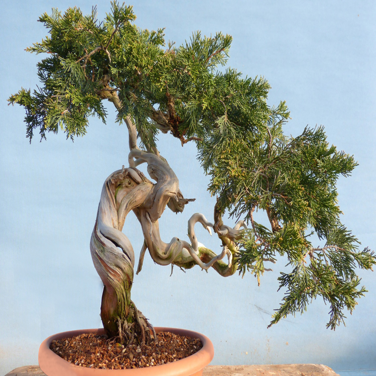 بذر بنسای کاج کامیس پاریس لاوسون وانیا سید مدل N26