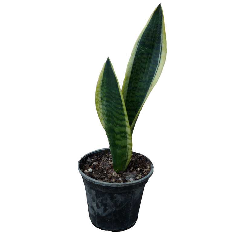 گیاه طبیعی سانسوریا ابلق مدل کرواتی کد 01