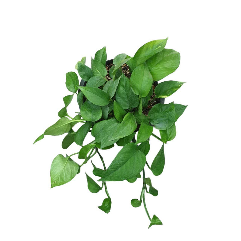 گیاه طبیعی پتوس کد 150 گیاه طبیعی پتوس کد 150