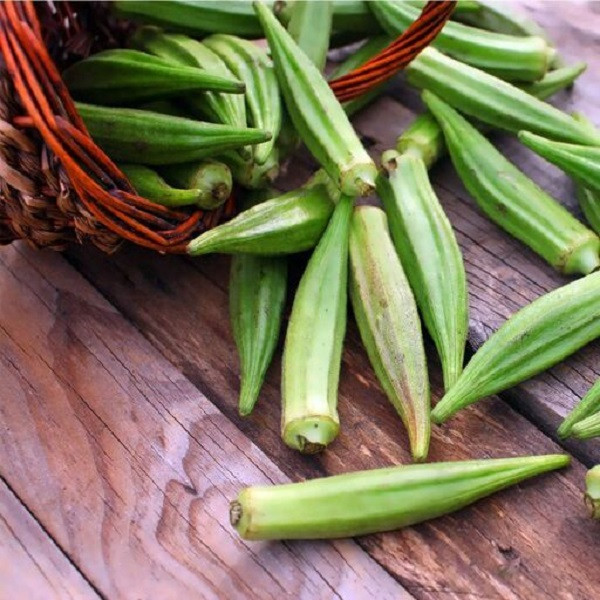 بذر بامیه جی پی سید مدل GP2230 بذر بامیه جی پی سید مدل GP2230