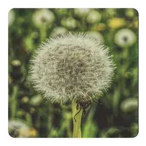 	 مگنت طرح قاصدک کد NIM2288 