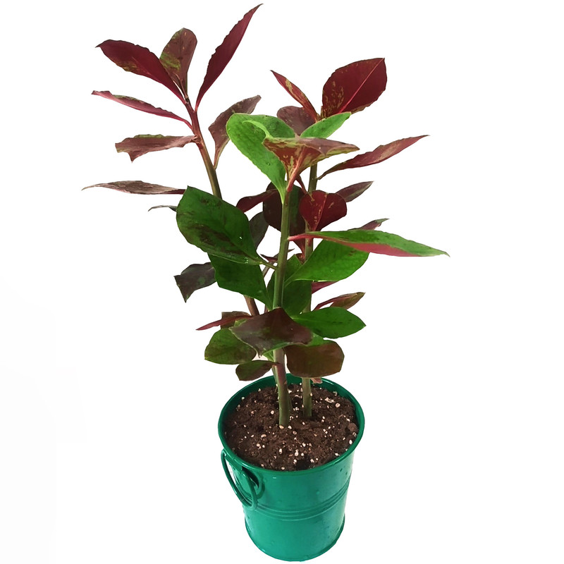 گیاه طبیعی فردوس مدل C-46 گیاه طبیعی فردوس مدل C-46