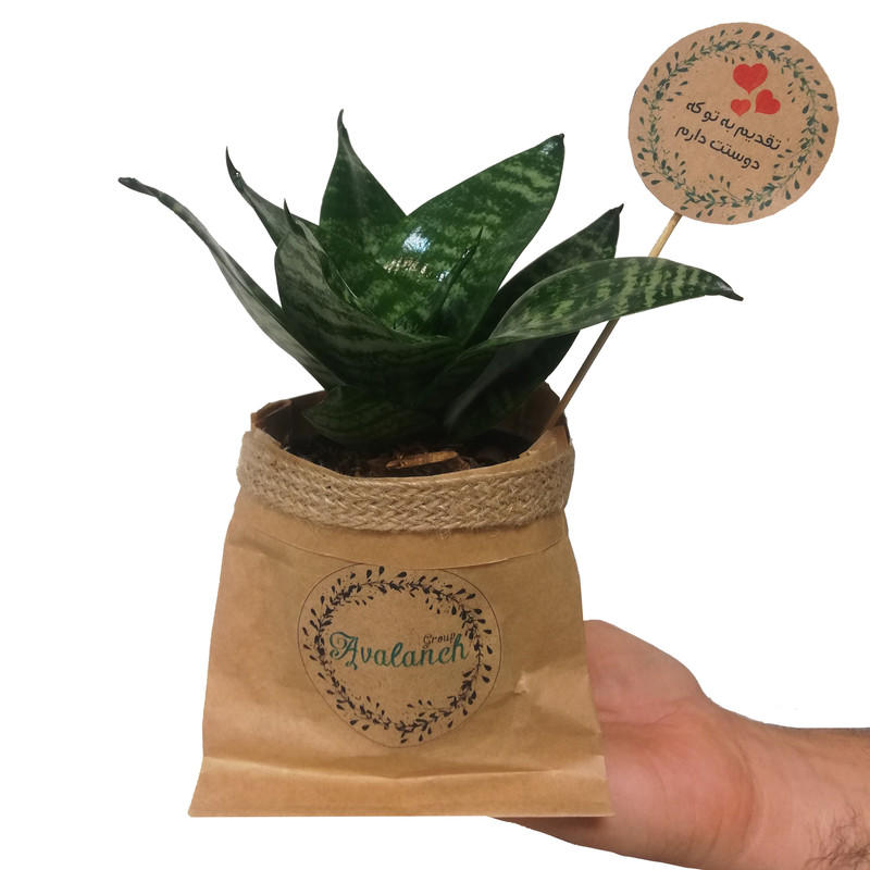 گیاه طبیعی سانسوریا مینیاتور سبز کد P.A.012