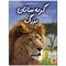 کتاب دنیای هیجان انگیز گربه سانان بزرگ اثر جاناتان شیخ میلر انتشارات نوشته