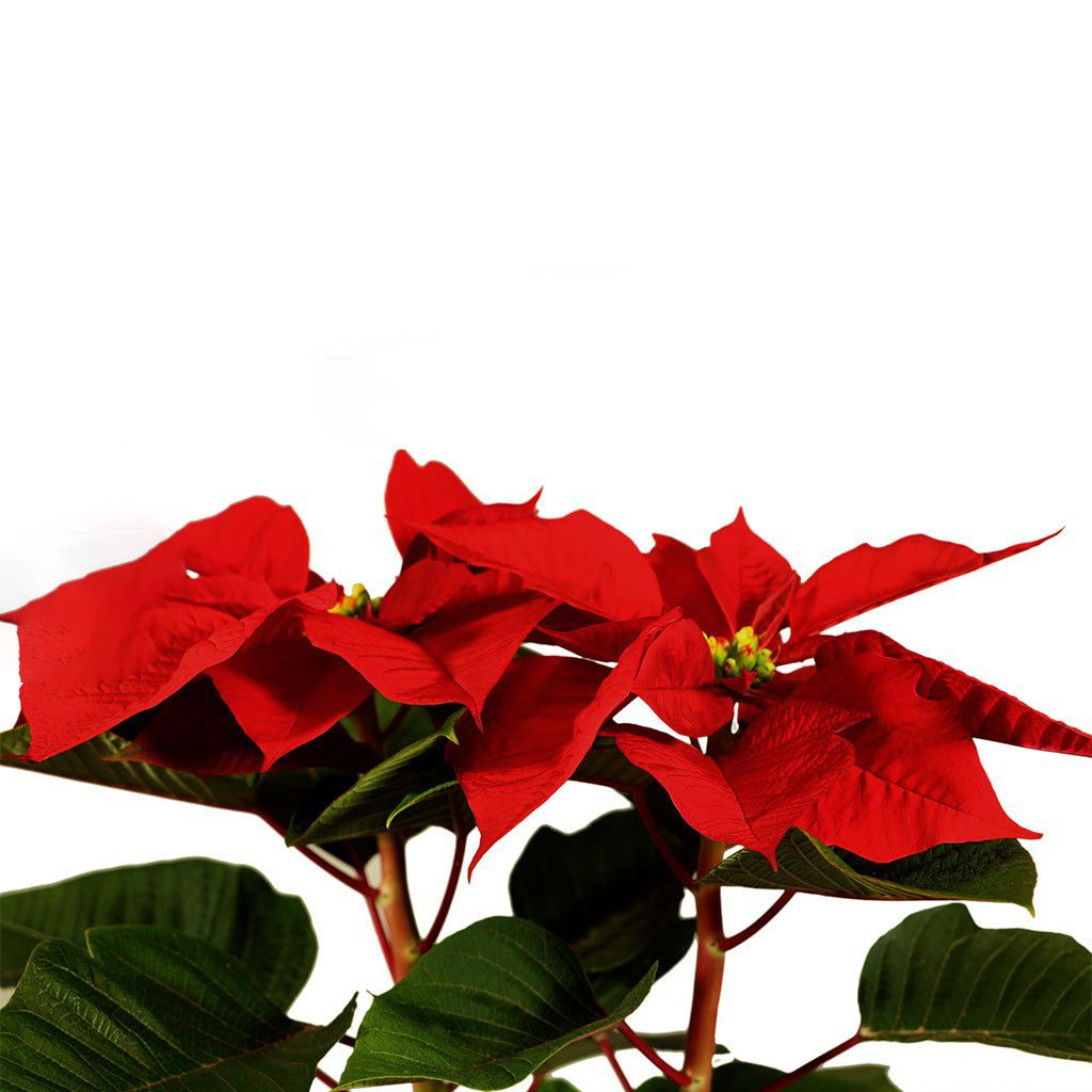 گیاه طبیعی بنت قنسول گلیتال مدل GTL103