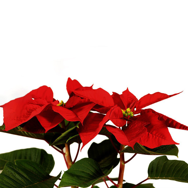 گیاه طبیعی بنت قنسول گلیتال مدل GTL103 گیاه طبیعی بنت قنسول گلیتال مدل GTL103