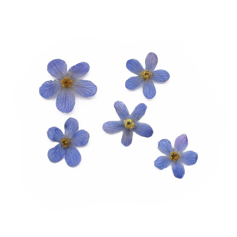 گل خشک مدل شکوفه پنج پر کد BL بسته 5 عددی
